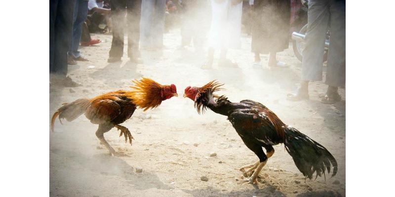Đá gà cựa sắt