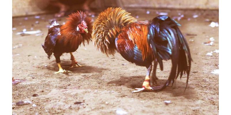 Đá gà tre tại nhà cái alo88