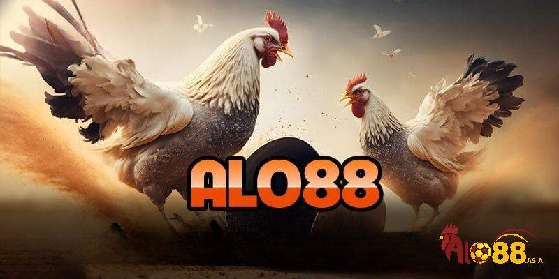 Giao diện tại đá gà thomo alo88 thiết kế bắt mắt