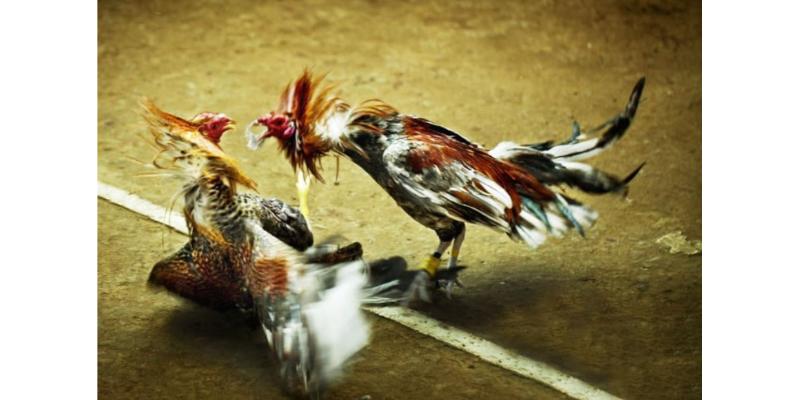Truy cập an toàn tại Đá gà thomo alo88