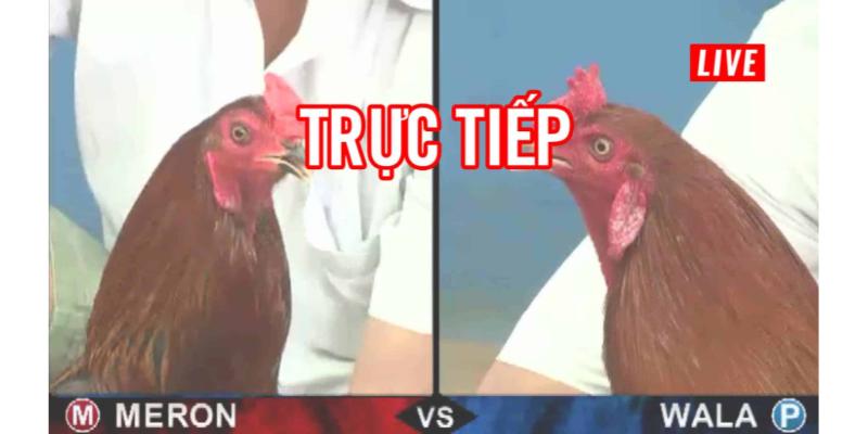 Một số lưu ý khi tham gia đá gà trực tiếp