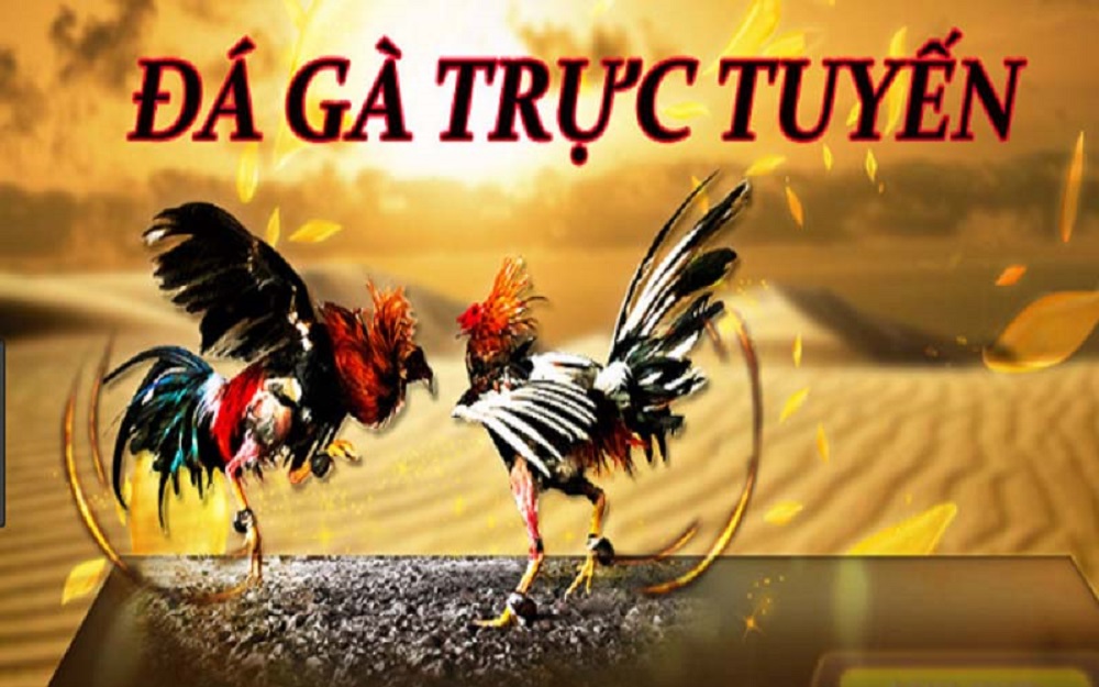 8 kinh nghiệm đá gà trực tuyến chuẩn Sv388 