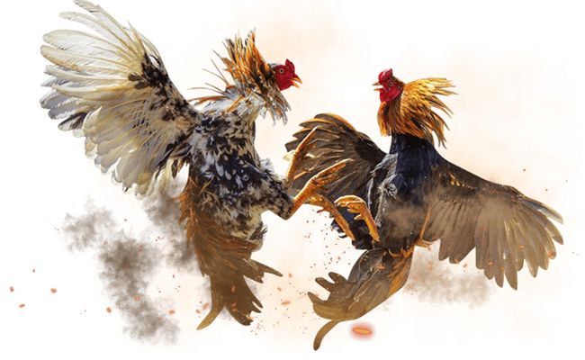 luu-y-khi-da-ga-truc-tuyen