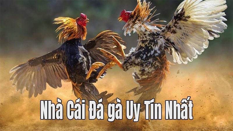 nha-cai-da-ga-online