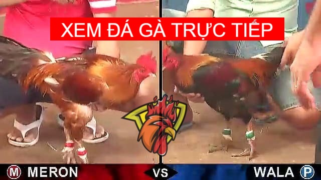 xem-da-ga-truc-tiep-campuchia