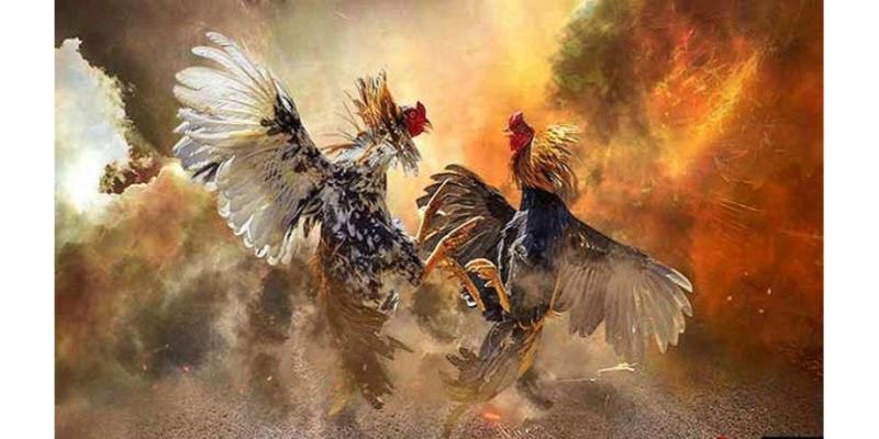 Đá gà campuchia alo88